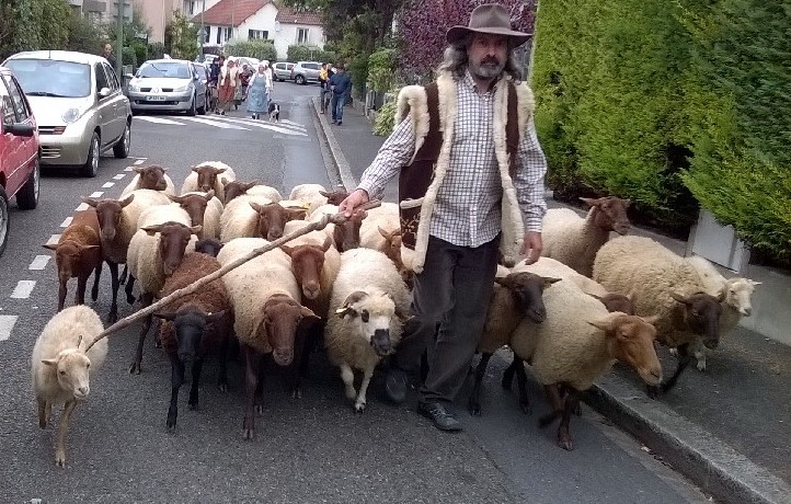 Fabrice mène le défilé du troupeau de moutons solognots